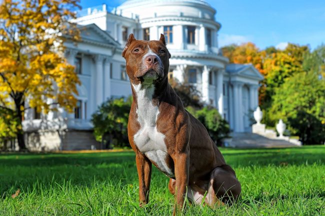 Shiny coat, an attentive look that reflects strength of mind, athletic fit - this is the look of a real pit bull terrier