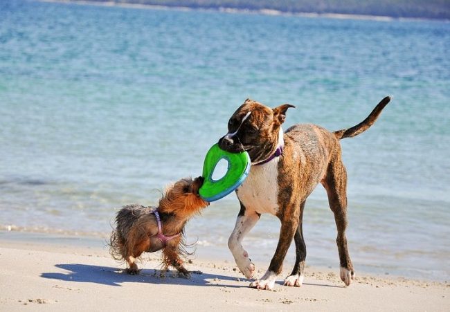 Dogs of this breed love to play, run and complete tasks.