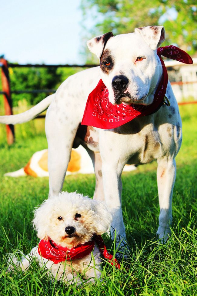 The American pit bull terrier is friendly to everyone, no matter if it is a stranger or a different breed of dog