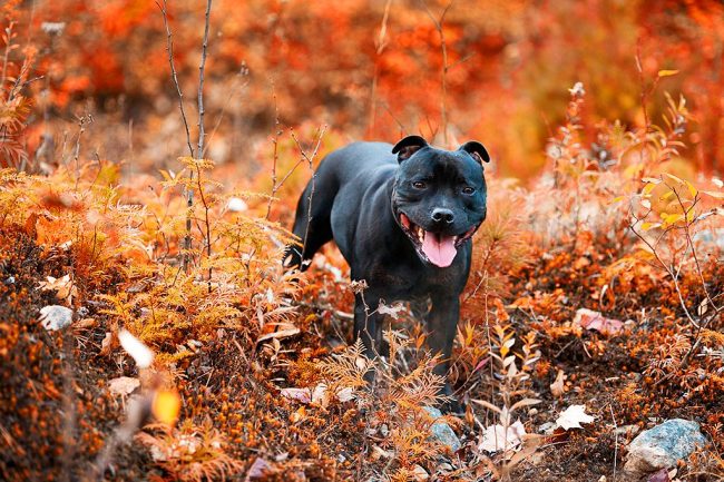 Due to its strength, tenacity and speed of reaction, the pit bull terrier is a real machine for fighting, hunting and rescue searches.