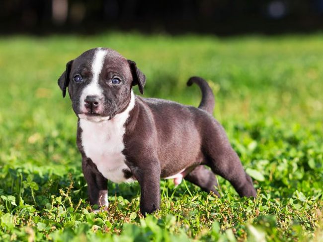 Like all puppies, young pit bull terriers are curious, active and playful.