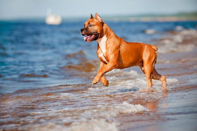 Pit bull terriers have a shiny, smooth and dense coat of various colors.