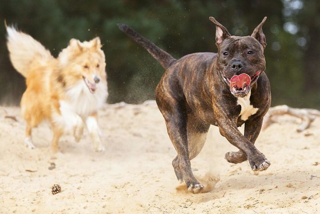 Pit bull - an energetic dog that takes an active interest in life