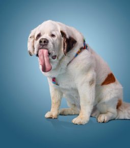 the dog with the longest tongue in the world