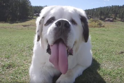 the dog with the longest tongue in the world