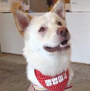 Korean dog