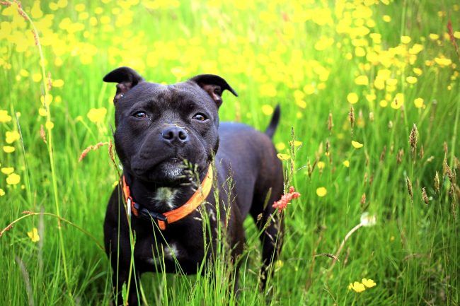 You don’t need to bathe the Staffordshire Terrier, it’s enough to do it about 1-2 times a year. From time to time it needs to be wiped with a damp towel to get rid of pieces of dead skin and fine hair. You need to comb the hair regularly