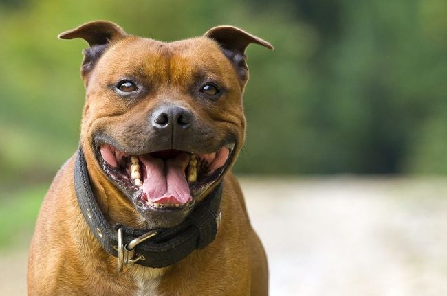 The Staffordshire Terrier dog perfectly takes root in the house, does not show aggression to strangers and likes to spend time with children. This dog is friendly and loves company, so it will become an indispensable friend for the family.