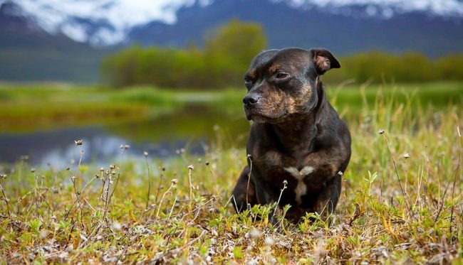 Many people think that the Staffordshire Terrier dog is aggressive and does not like strangers. This is not so, this breed is very social, it loves children and loves when they come to visit the house.