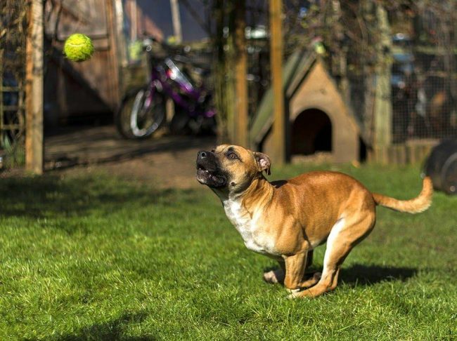 The Staffordshire Terrier dog loves active pastime, but he likes to walk, run, jump a lot, the more games you can offer your pet, the better