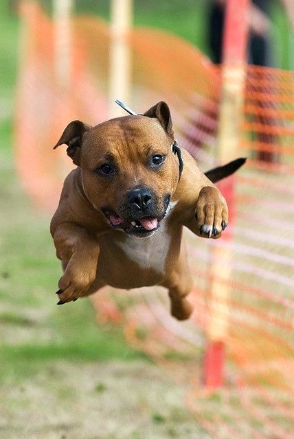 The Staffordshire Terrier dog has superpowers and can fly. True, this is if it is tasty to feed