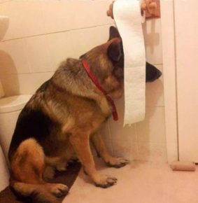 The dog hid behind toilet paper