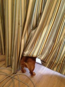 The dog hid behind the curtain
