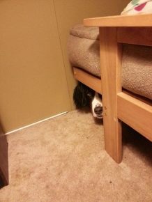 The dog is hiding behind the bed