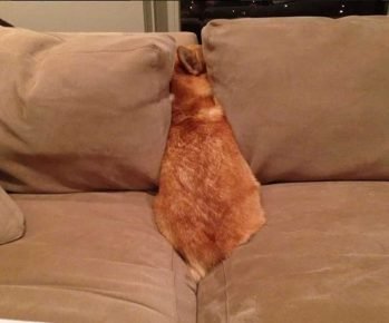 The dog disguised as a sofa
