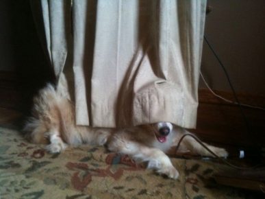 The dog is hiding behind the curtains