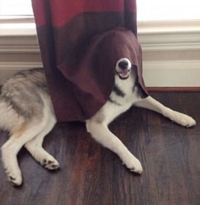 Dog behind the curtain
