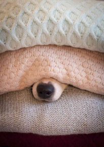 A dog with a nose sticking out from under sweaters