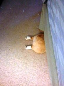 Another dog attempt to hide under the bed.