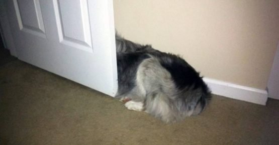 The dog is hiding behind the door