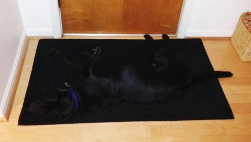 the dog has merged with the rug