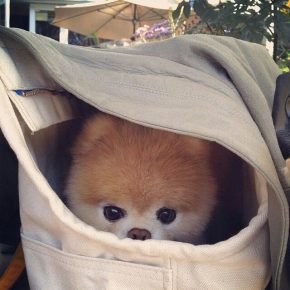 The dog hid in a basket