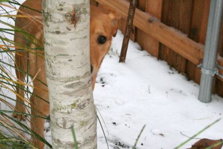 The dog hid behind a tree