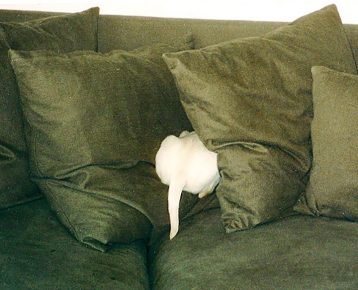 Dog in the pillows