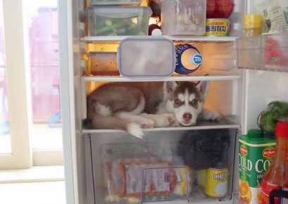Husky in the fridge