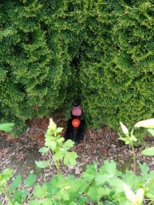 The dog hid in the bushes