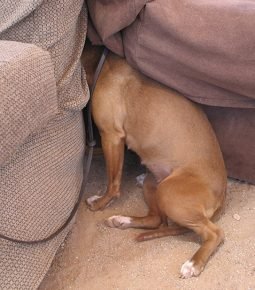 The dog is hiding in the couch