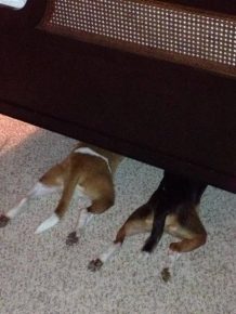 Dogs under the bed