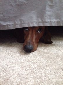 Dachshund is hiding under the bed