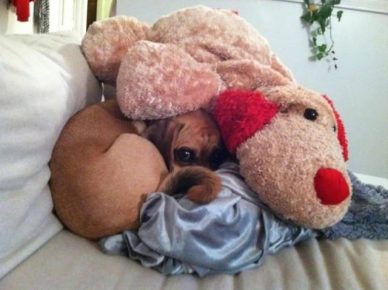 Dog is a soft toy