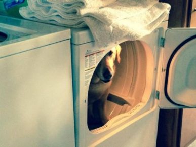 Dog in the washing machine