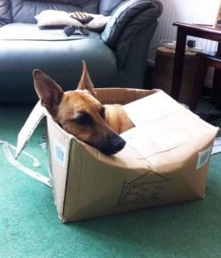 The dog got into the box