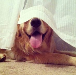 Dog under the curtain