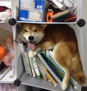 The dog in the bookcase