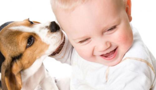 Dogs, small children and babies