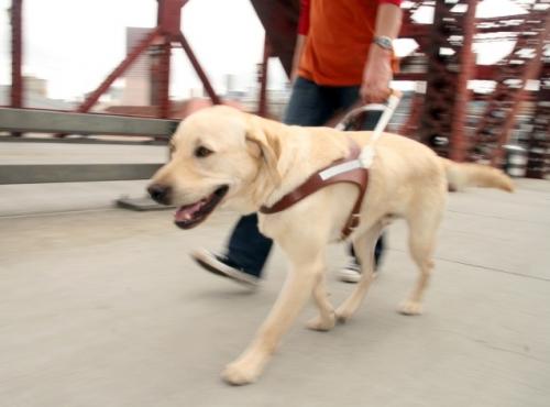 Guide dogs for the blind and visually impaired people