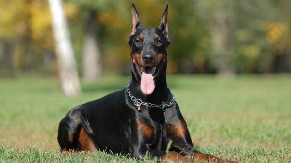 Doberman