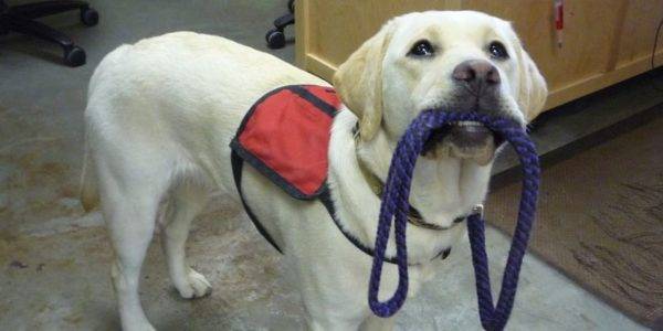 Guide dogs read the article
