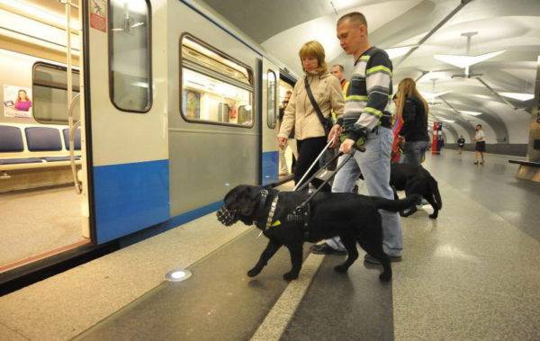 Guide dogs in the subway