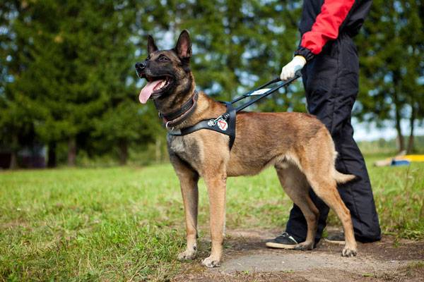 Guide dogs in the forest