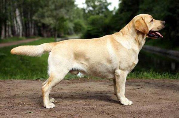 Labrador Retriever