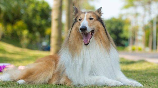 Collie