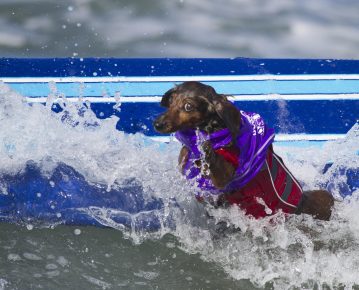 dog surfers