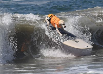 dog surfers