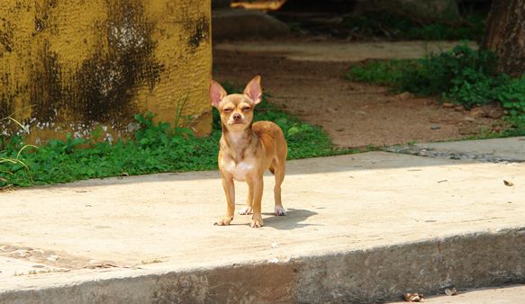 Chihuahua