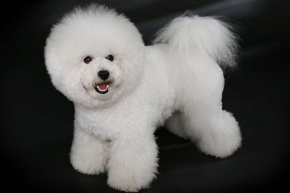 Bichon Frize
